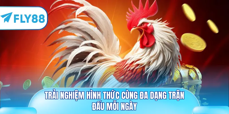 Trải nghiệm hình thức cùng đa dạng trận đấu mỗi ngày